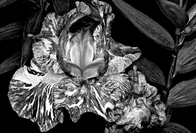 photography by Barry Guthertz