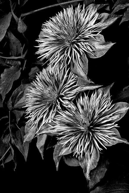 photography by Barry Guthertz