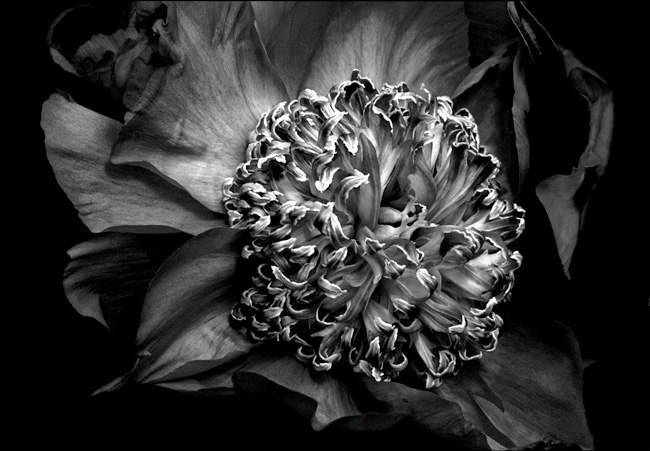 photography by Barry Guthertz