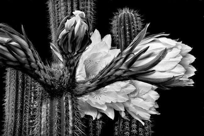photography by Barry Guthertz