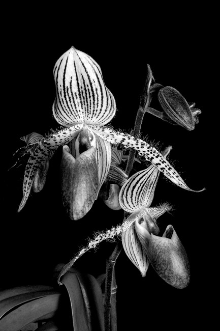 photography by Barry Guthertz