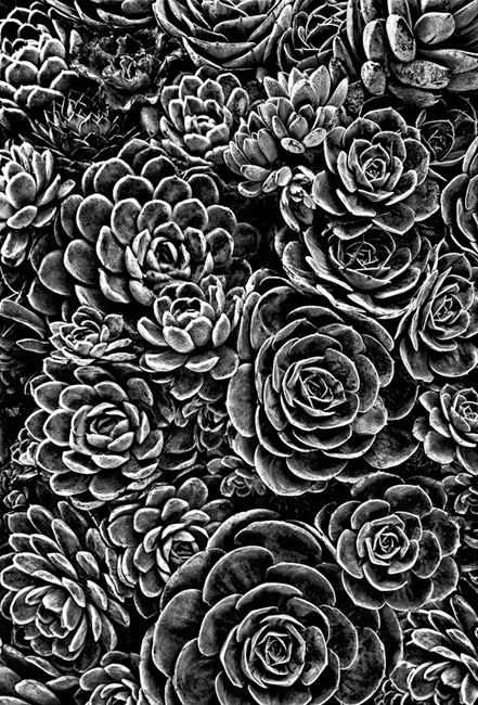 photography by Barry Guthertz