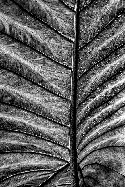 photography by Barry Guthertz