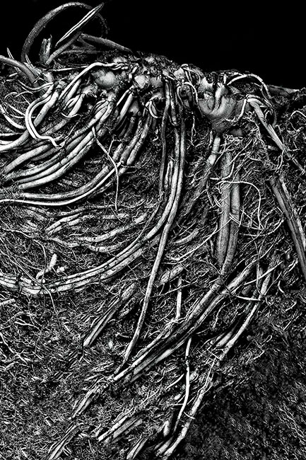 photography by Barry Guthertz