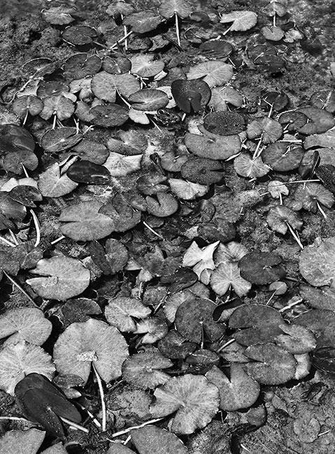 photography by Barry Guthertz