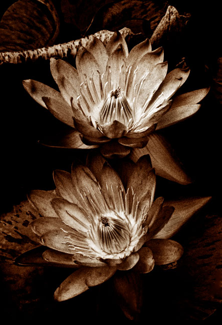 photography by Barry Guthertz