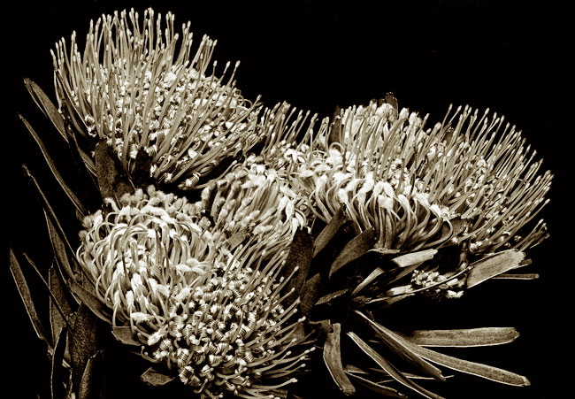 photography by Barry Guthertz