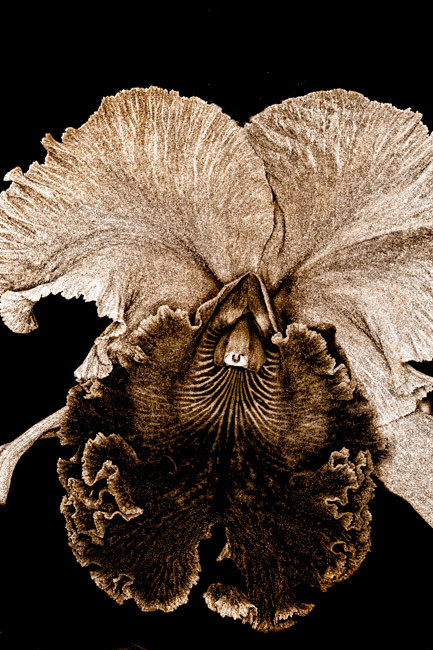 photography by Barry Guthertz