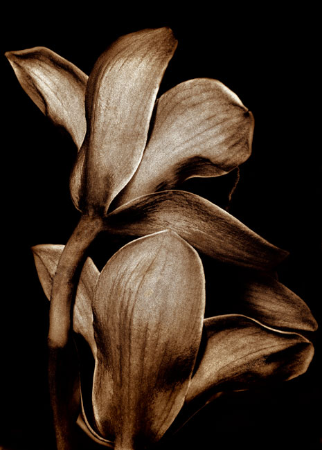 photography by Barry Guthertz