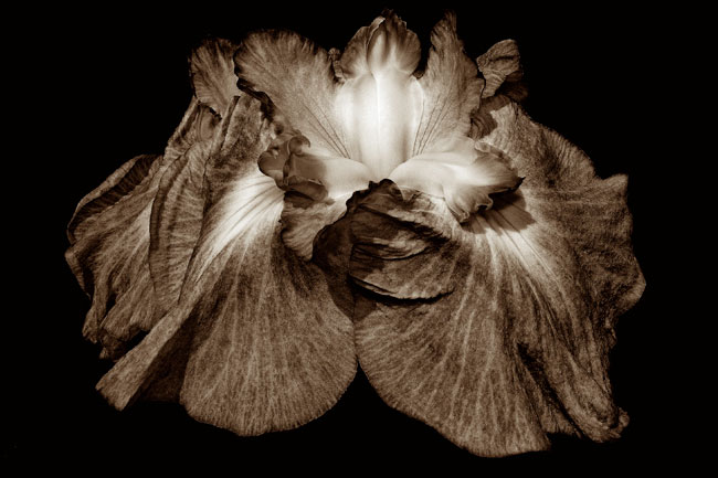 photography by Barry Guthertz