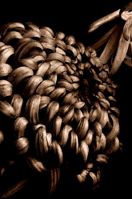 photography by Barry Guthertz