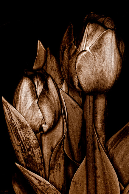 photography by Barry Guthertz