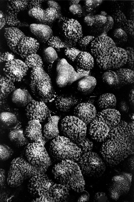 photography by Barry Guthertz