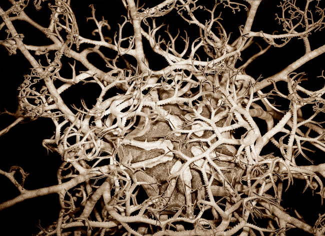 photography by Barry Guthertz