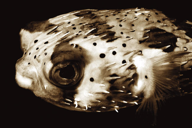 photography by Barry Guthertz