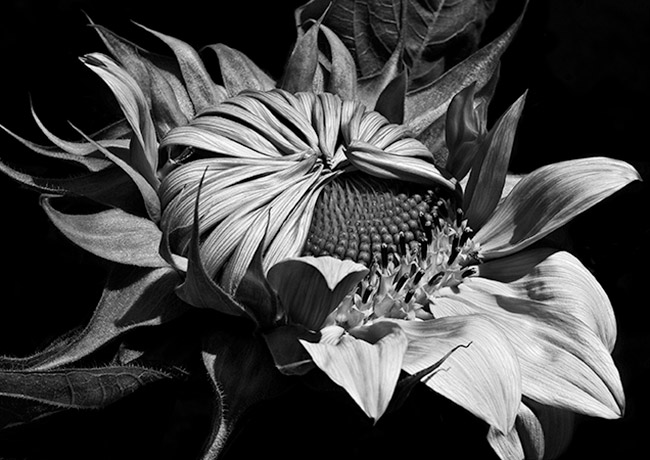 photography by Barry Guthertz