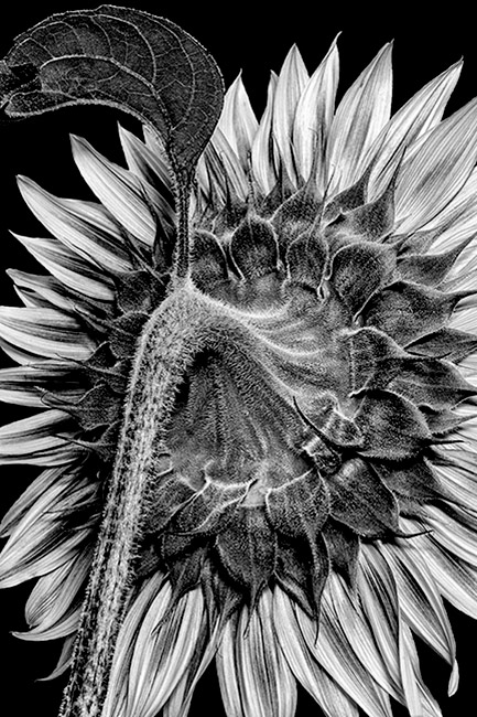 photography by Barry Guthertz