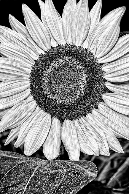 photography by Barry Guthertz