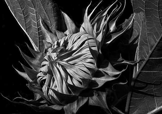 photography by Barry Guthertz