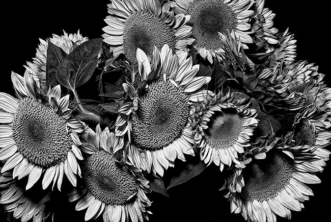 photography by Barry Guthertz
