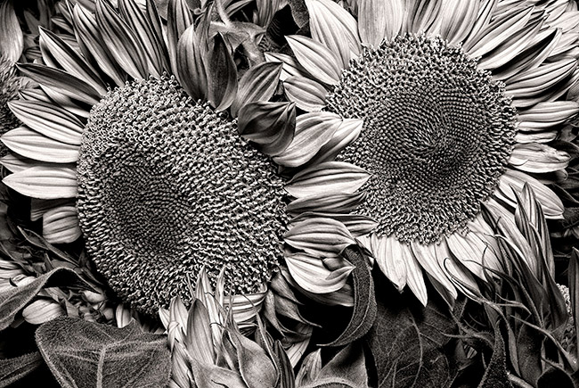 photography by Barry Guthertz