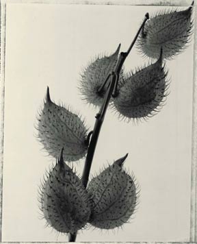 photography by Jeff Harris