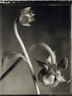 photography by Jeff Harris