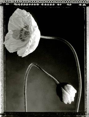 photography by Jeff Harris