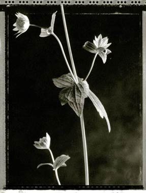 photography by Jeff Harris