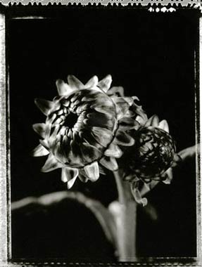 photography by Jeff Harris