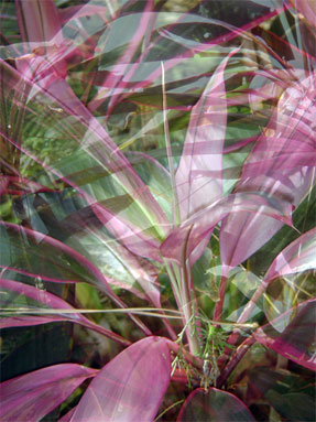 photography by Nancy Hellebrand