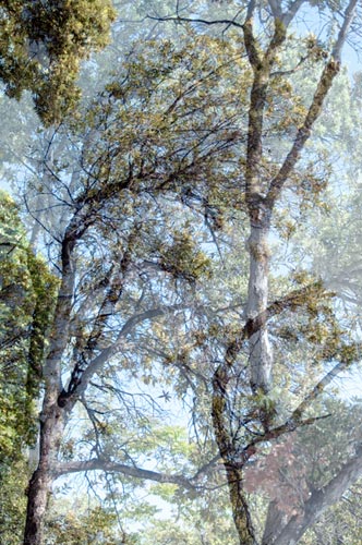 photography by Nancy Hellebrand
