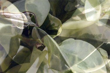 photography by Nancy Hellebrand