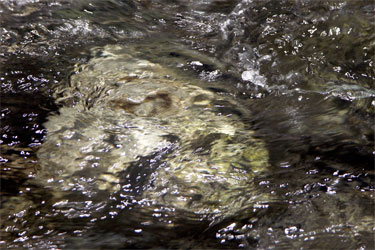 photography by Nancy Hellebrand