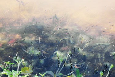 photography by Nancy Hellebrand