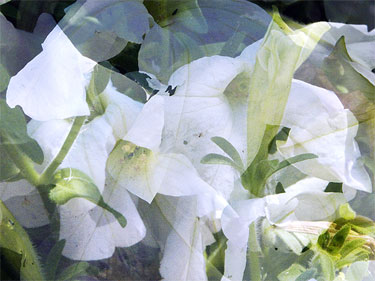 photography by Nancy Hellebrand