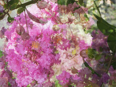 photography by Nancy Hellebrand