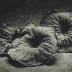 Sheila Rock