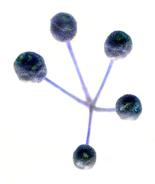 photography by Jenny Lynn