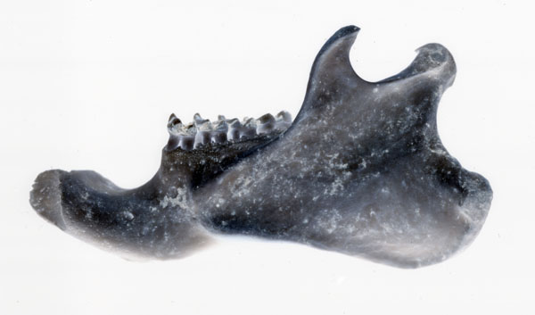 photography by Jenny Lynn