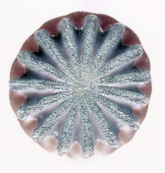 photography by Jenny Lynn