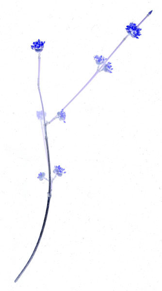 photography by Jenny Lynn