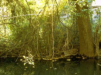 photography by Laura Nash