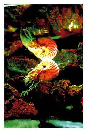 photography by Laura Nash