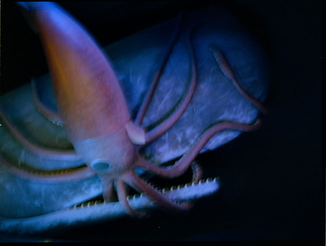 photography by Laura Nash