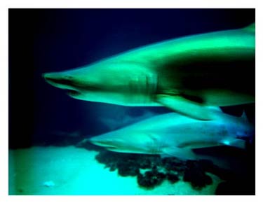 photography by Laura Nash