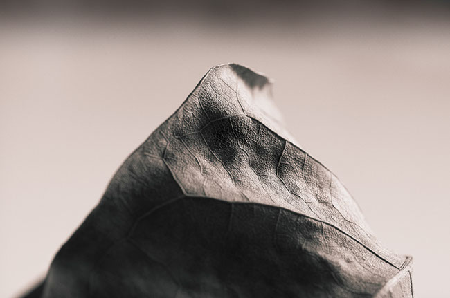 photography by Carlos Ocando