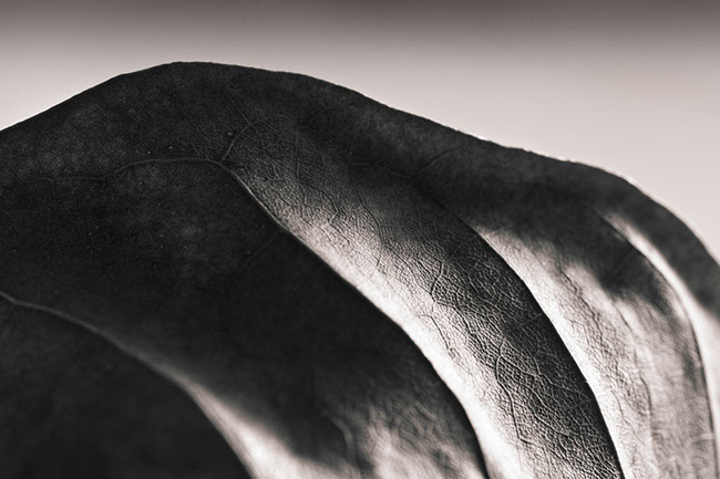 photography by Carlos Ocando