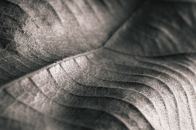 photography by Carlos Ocando