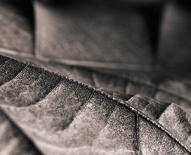 photography by Carlos Ocando